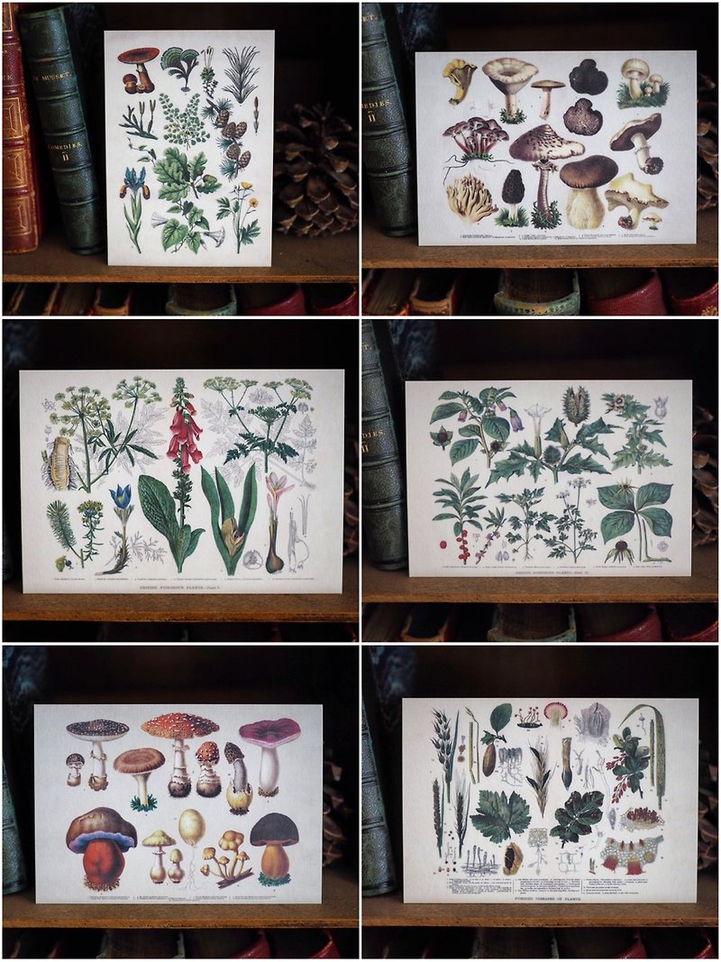 全套6張 英國古董植物菇蕈百科圖鑑 復刻版明信片