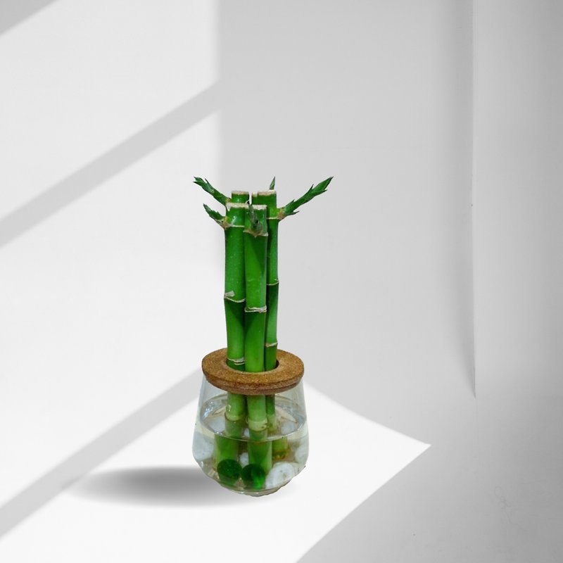 スポットシダ美容植栽屋内ネット美容植栽オフィス水耕栽培 - 幸運の竹 + 湾曲したガラスボトル - 観葉植物 - 寄せ植え・花 