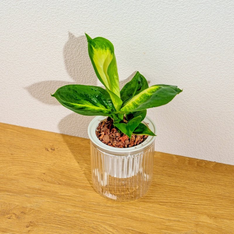 瑪麗安黛粉葉 免澆水盆栽 室內植物 觀葉植物 禮物 盆栽 - 盆栽/植栽 - 植物．花 透明