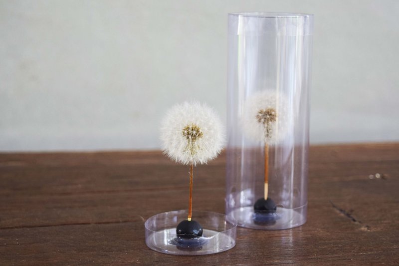 夢天涯 蒲公英絨球 - 擺飾/家飾品 - 植物．花 白色
