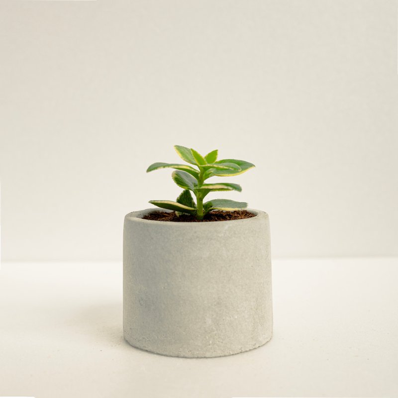 Kin Otome│Clay Series│Fuku Sozai - Plants - Cement Multicolor