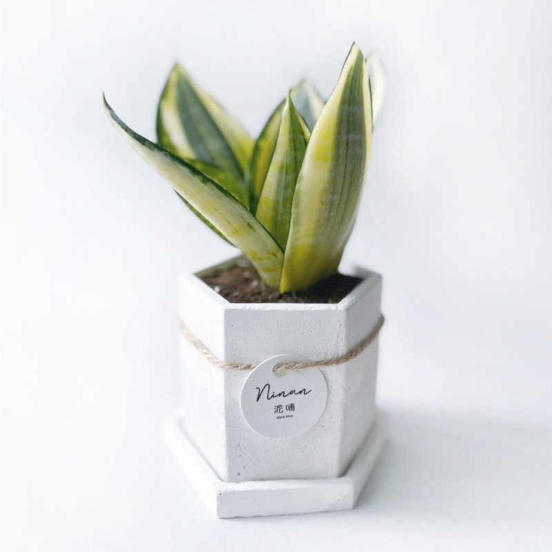 (現貨) 白灰漸層系列 | 黃金虎尾蘭 淨化空氣 六邊形雙色水泥盆栽 - 盆栽/植栽 - 植物．花 灰色