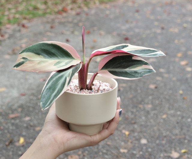 土培植栽 彩虹竹芋 室內植物辦公室盆栽店內布置送禮 設計館植物蔓蔓l 水培植栽專賣植栽 盆栽 Pinkoi