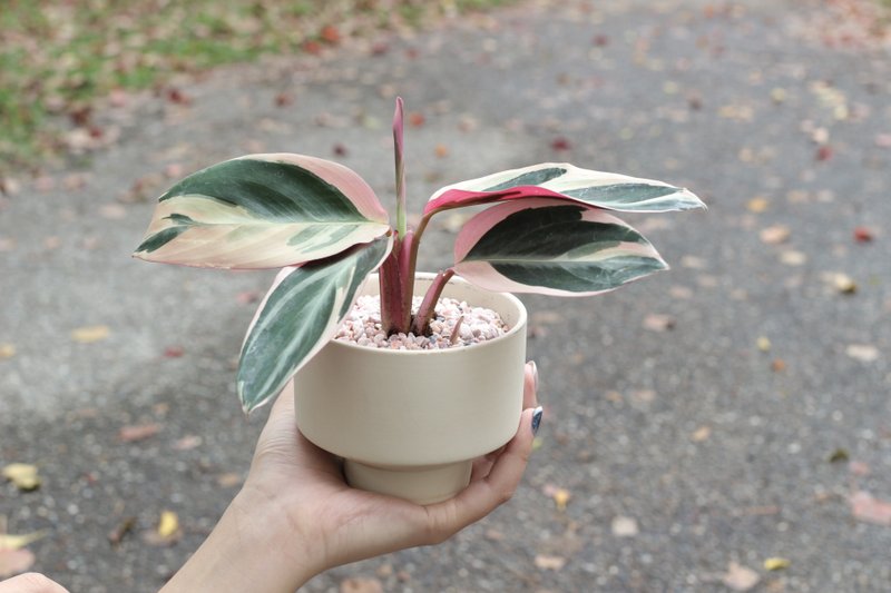土培植栽│彩虹竹芋_室內植物 辦公室盆栽 店內布置 送禮 - 盆栽/植栽 - 陶 