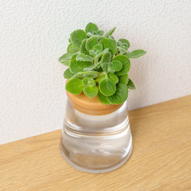 到手香 左手香三角水耕盆栽 室內植物 觀葉植物 禮物 多肉植物 香 - 盆栽/植栽 - 植物．花 透明