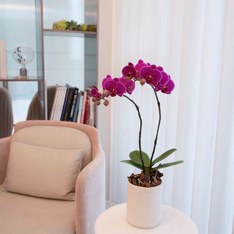 [Orchid Potted Plant] Purple Diamond Phalaenopsis Potted Plant (Small) Opening Gift for Promotion and Housewarming Opening Potted Plant - ตกแต่งต้นไม้ - พืช/ดอกไม้ สีม่วง