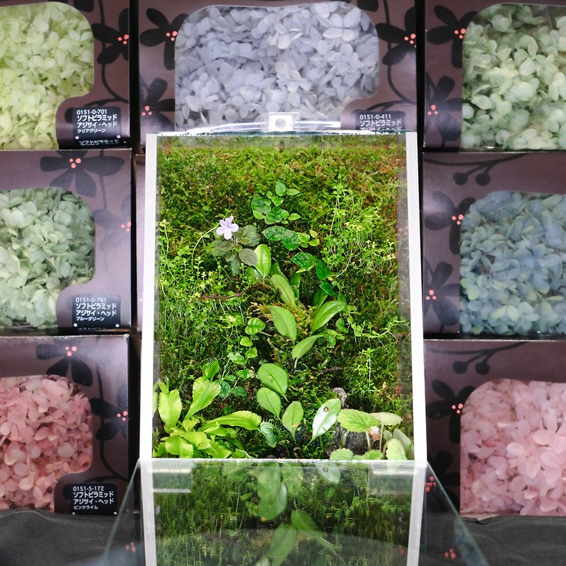 【1人クラス】植物ライト付きミクロランドスケープ苔植壁 - フラワー/ガーデン - 寄せ植え・花 