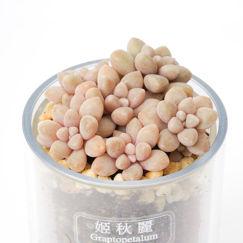 【姬秋麗】多肉 植物 智慧型盆栽罐 | 蒔光 - 盆栽/植栽 - 植物．花 