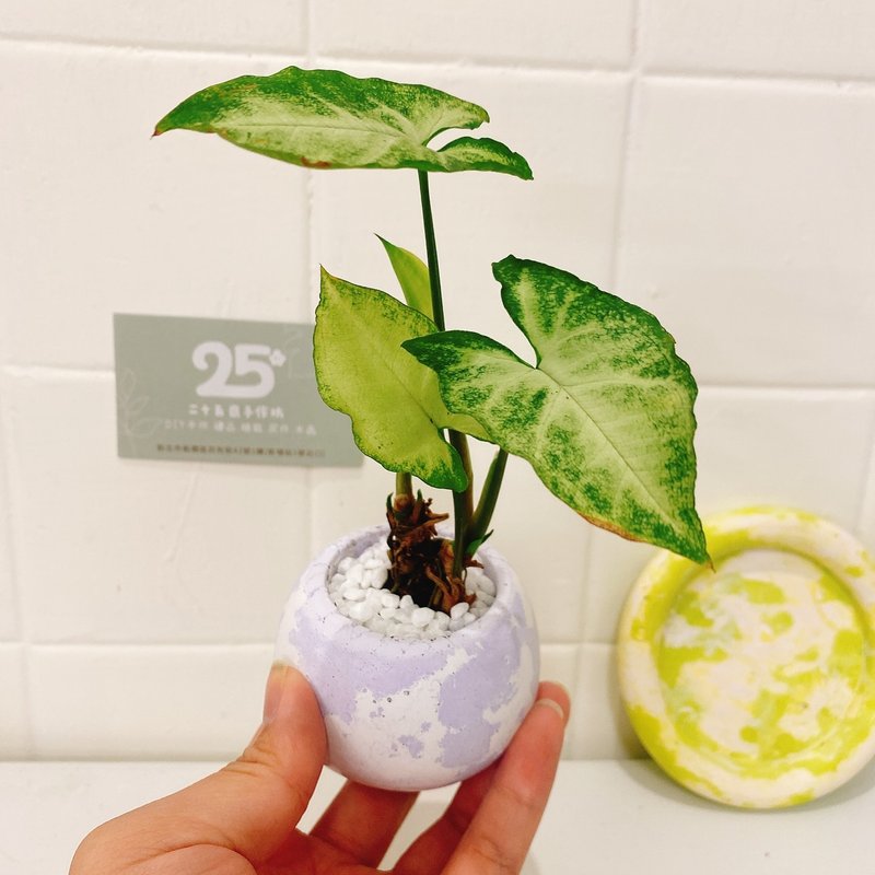 【辦公室盆景】合果芋 x 薰衣草斑駁水泥擴香盆栽 開幕盆栽 送禮 - 盆栽/植栽 - 水泥 紫色
