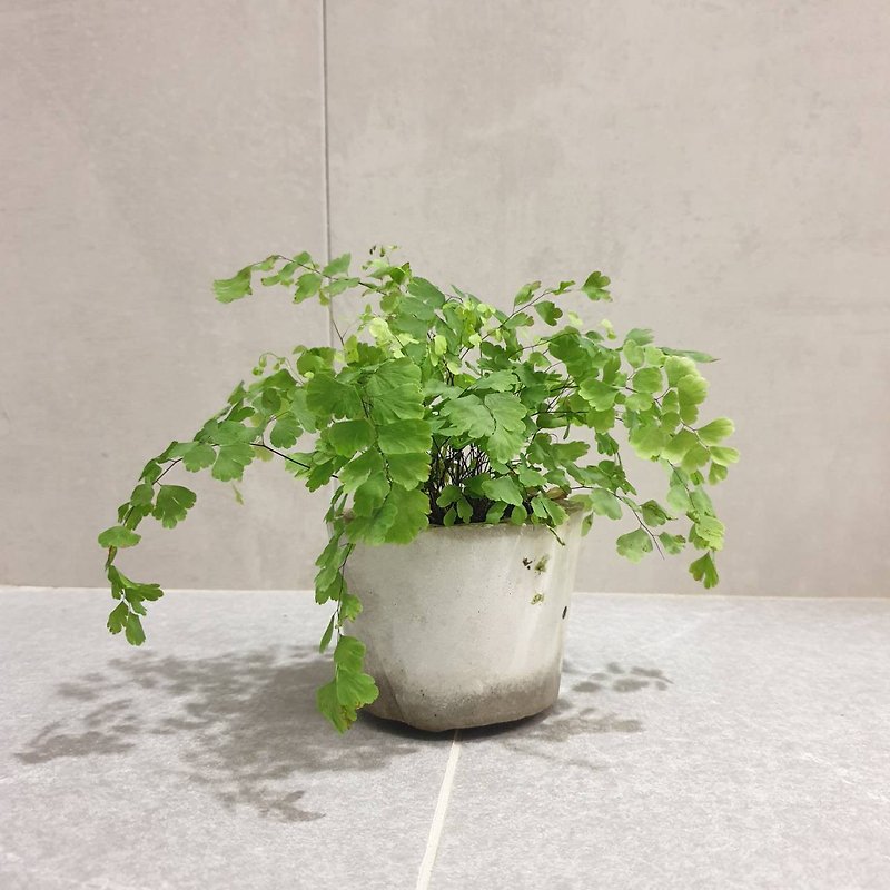 植物 鐵線蕨 室內盆栽 - 植栽/盆栽 - 水泥 綠色