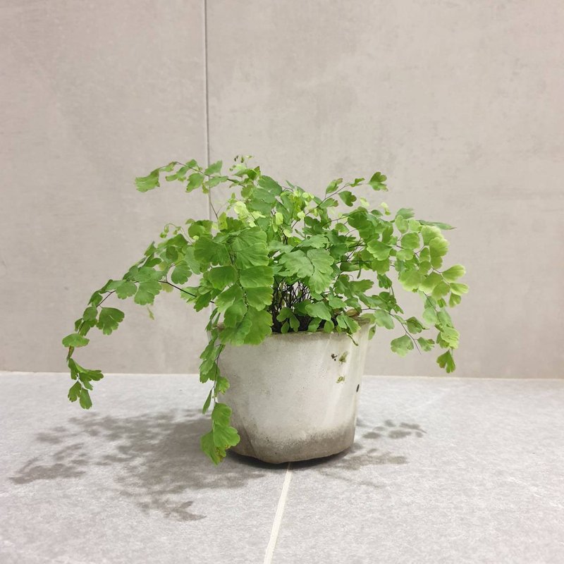 Plant Wire Fern Indoor Potted Plant - ตกแต่งต้นไม้ - ปูน สีเขียว