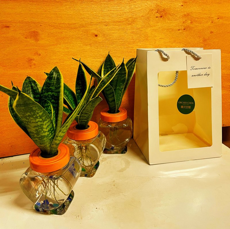 [Water Planting Series] Sansevieria Shaped Plants to Avoid Evil and Lucky Plants as Gifts for Personal Use - Plants - Plastic 