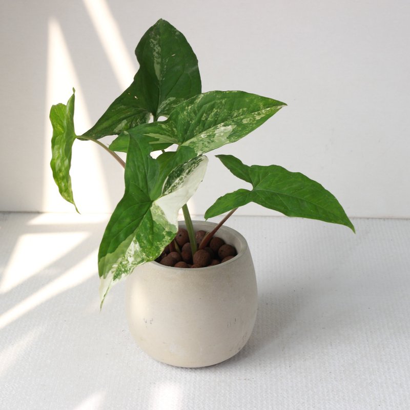 植栽 盆栽l 大理石合果芋 百搭胖U水泥盆  植物山水畫般葉片 散光 - 盆栽/植栽 - 水泥 