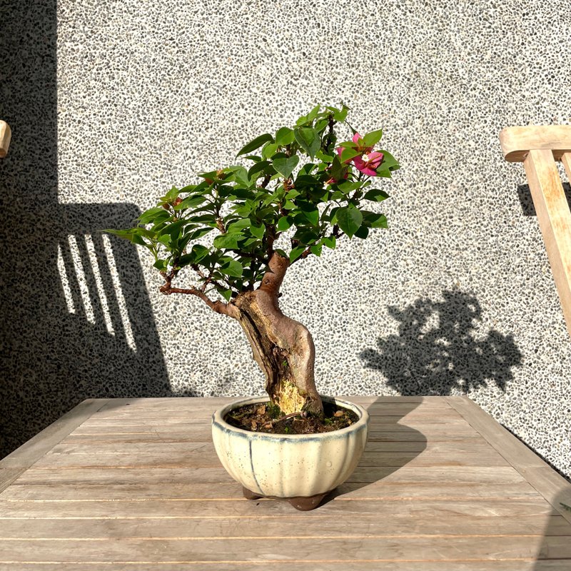 小品盆栽-日本八房九重葛 盆景 - 植栽/盆栽 - 植物．花 