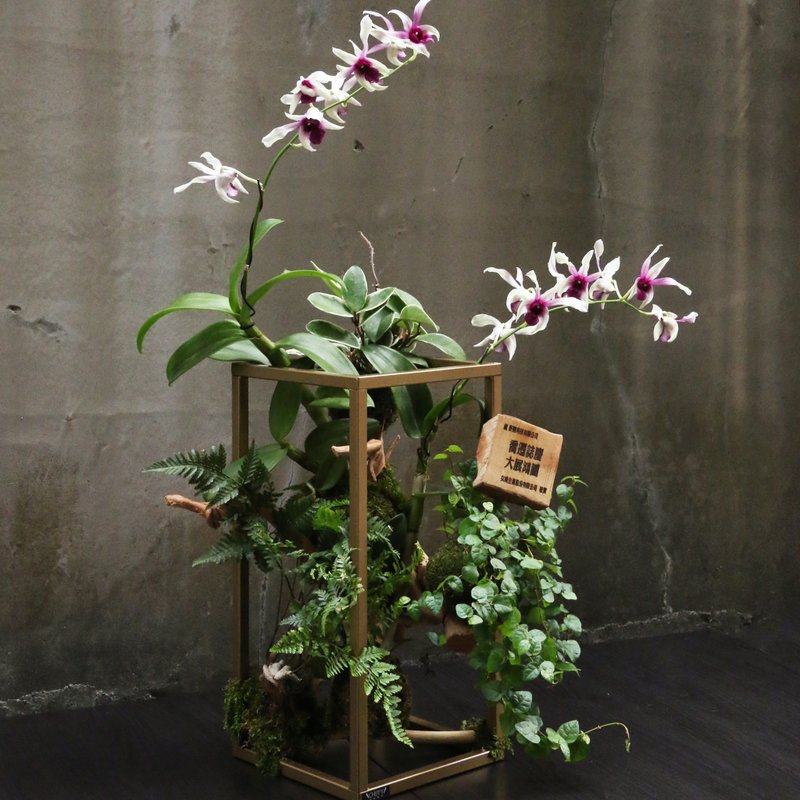 Opening Flower Ceremony of Golden Iron Frame Orchid Ceremony - Plants - Plants & Flowers 