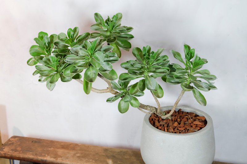 [Indoor potted plants] Baishui wood potted foliage plants opening potted plants housewarming - ตกแต่งต้นไม้ - พืช/ดอกไม้ สีเขียว