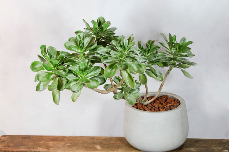 [Indoor potted plants] Baishui wood potted foliage plants opening potted plants housewarming - Plants - Plants & Flowers Green