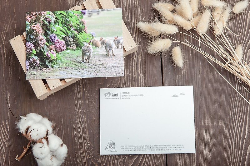 ウサギの写真ポストカード パラダイスワンダーランド - カード・はがき - 紙 ピンク