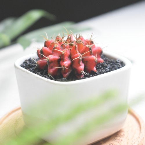 緋牡丹（接木） 赤黒系 1ポット ※送料込み | Planet Plants