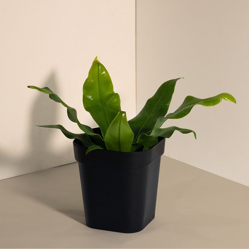 Nest fern 山蘇_ 室內植栽 - 盆栽/植栽 - 植物．花 