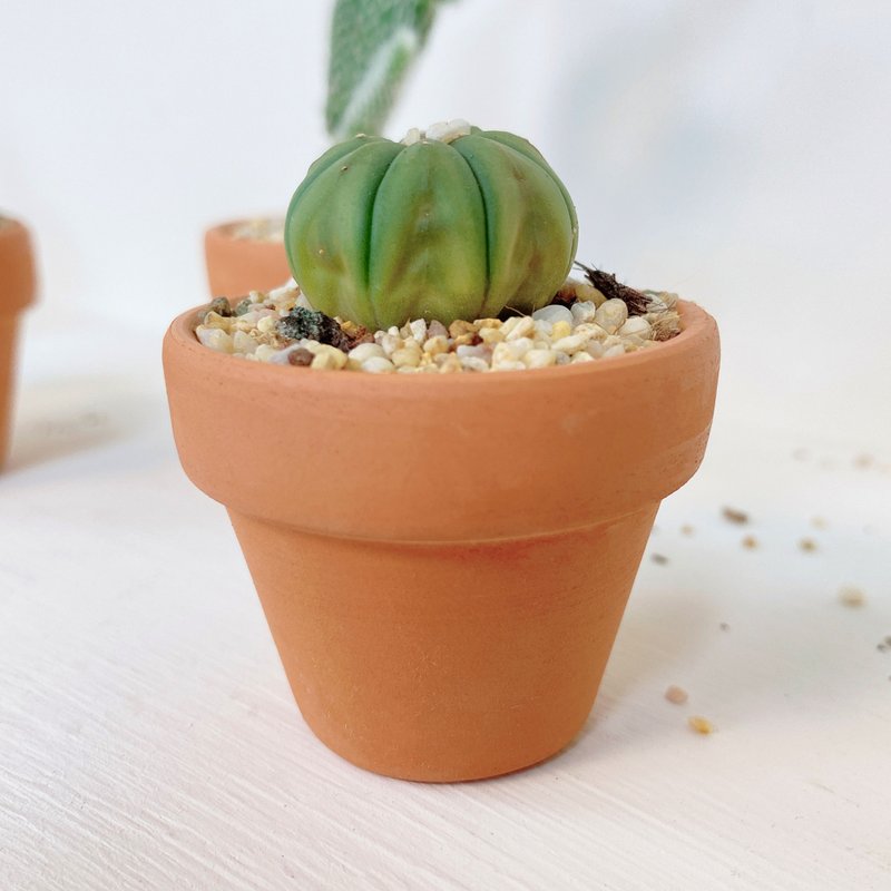 │小陶盆植栽│ 兜丸 - 盆栽/植栽 - 植物．花 綠色