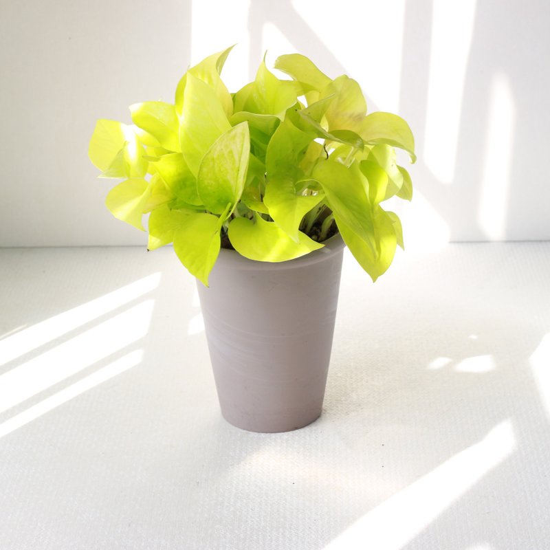 萊姆黃金葛 l 植栽 盆栽 (中盆) 室內植物 辦公室盆栽  開幕盆栽 - 盆栽/植栽 - 陶 