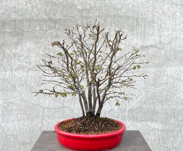 小型盆栽 - 多茎ケヤキ盆栽 - ショップ rustic-charm-bonsai 観葉植物 - Pinkoi