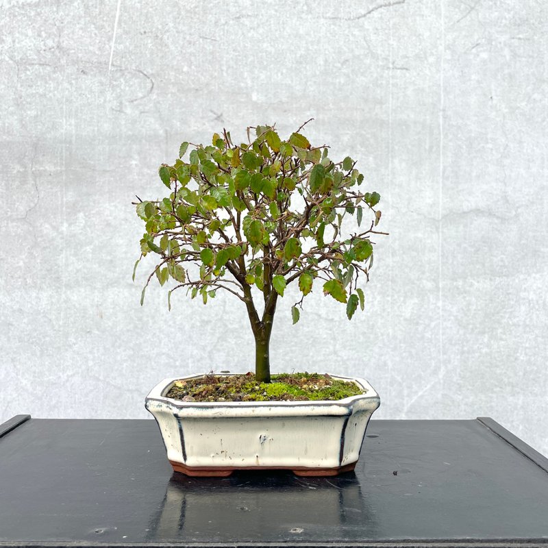 小品盆栽-櫸樹 多幹 盆景 - 植栽/盆栽 - 植物．花 