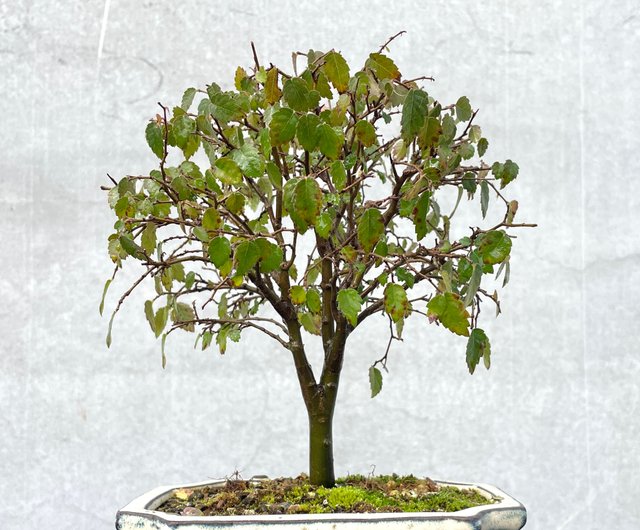 小型鉢植え - ブナ多幹盆栽 - ショップ rustic-charm-bonsai 小型鉢植え - ブナ多幹盆栽 - ショップ rustic-charm-bonsai