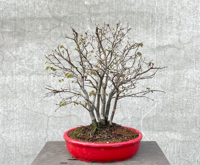 小型盆栽 - 多茎ケヤキ盆栽 - ショップ rustic-charm-bonsai 観葉植物 - Pinkoi