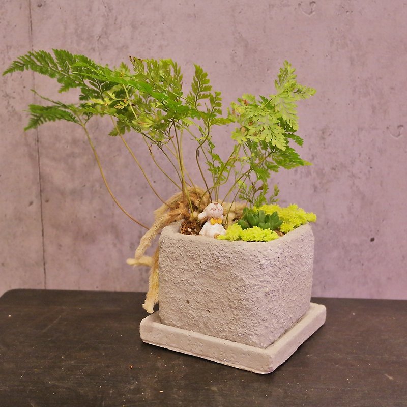 Peas Succulents - crazy grocery series - feel frosted square potted plants - Plants - Paper Gray