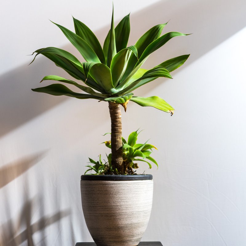 居家植物 － 翠綠龍舌蘭  開幕賀禮 禮物 - 植栽/盆栽 - 植物．花 綠色