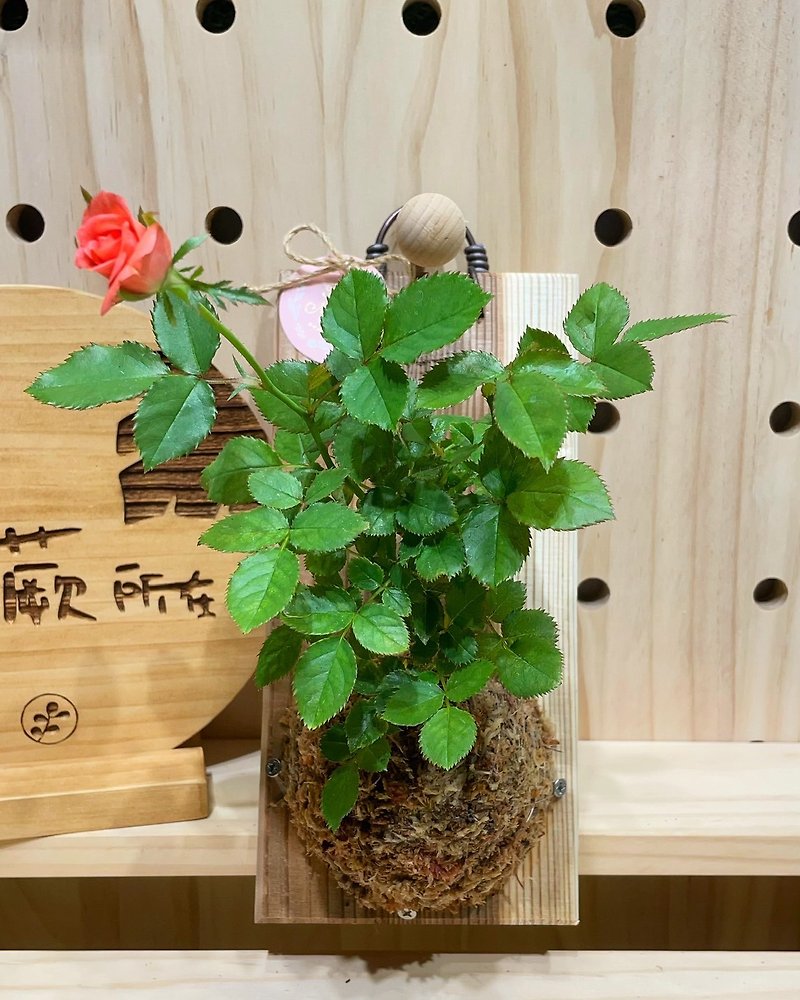 【植蕨所在】 迷你玫瑰  陽台擺設 牆面擺設 上板植物 送禮首選 - 植物/盆栽/盆景 - 植物．花 