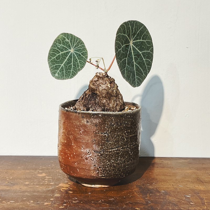 Firewood-fired tea bowl meets blue leaf mountain turtle - Plants - Pottery Multicolor