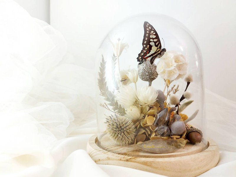 Art Space ŸǘÝï Butterfly Specimens Glass Cup Micro Landscape Specimens Insect Specimens Specimen Collection