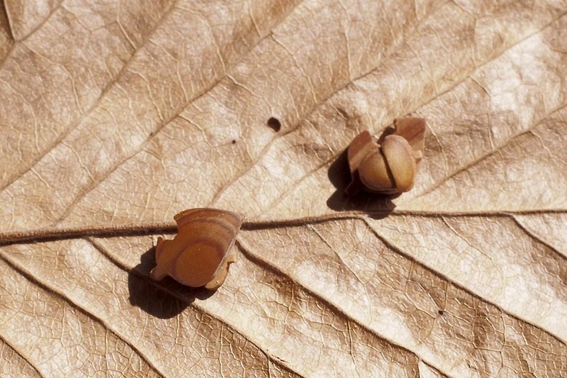 forest path magnet earrings - ต่างหู - ไม้ สีนำ้ตาล