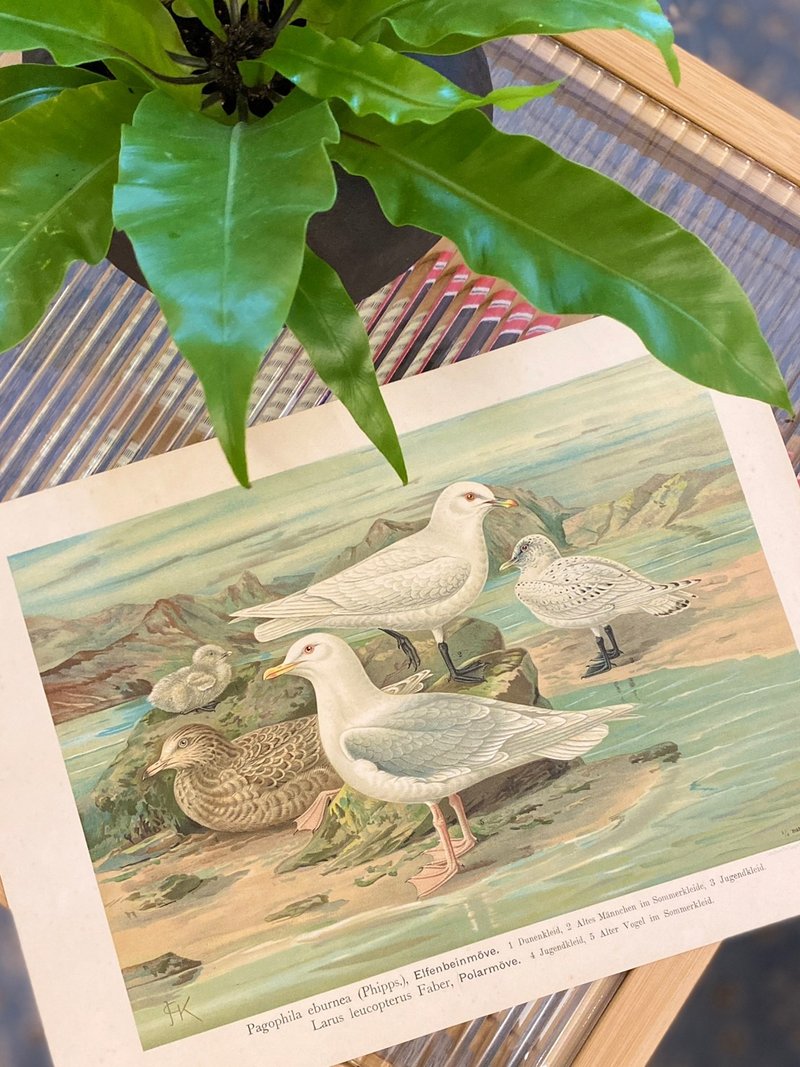古董 19 世紀德國水鳥石版畫圖鑑 - 海報/掛畫/掛布 - 紙 