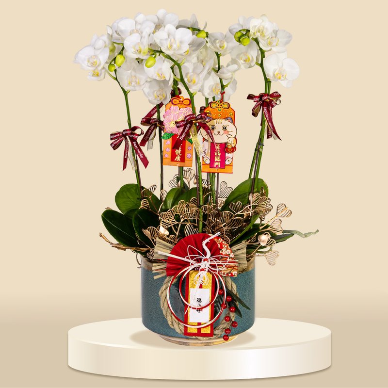 小品蝴蝶蘭阿瑪10棵 (1171) 蘭花 新春蘭花 年花 自家蘭花園種植 - 盆栽/植栽 - 植物．花 