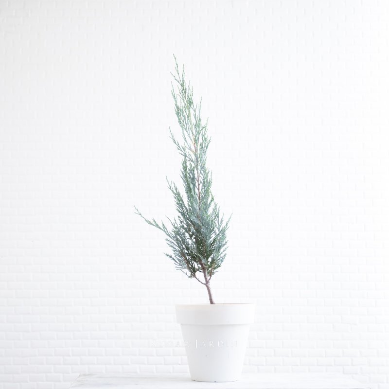 Silver Cypress Nordic StyleFoliage Plants/Western Sun Plants/Coniferous Trees/Good Plants