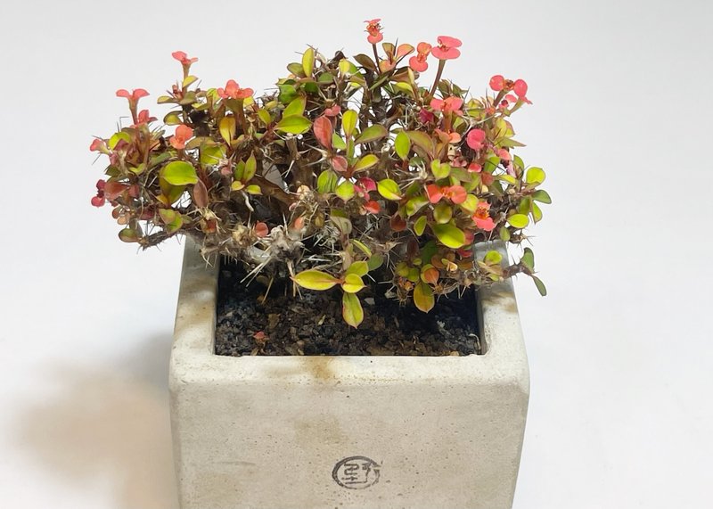 【野草不野-限時販售】迷你麒麟 / 大方盆 - 盆栽/植栽 - 植物．花 綠色