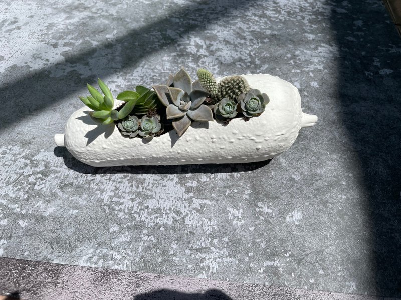 食肉計畫-絲瓜 多肉植物盆栽 - 盆栽/植栽 - 瓷 白色