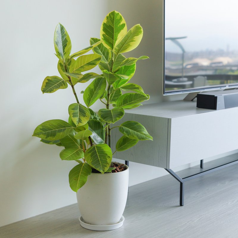 [Indoor Potted Plants] Golden Fortune Ficus Opening Potted Plants Opening Gifts Housewarming Promotion Potted Plants for Fortune - ตกแต่งต้นไม้ - พืช/ดอกไม้ สีเขียว