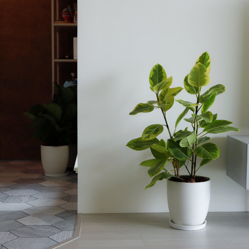 [Indoor Potted Plants] Golden Fortune Ficus Opening Potted Plants Opening Gifts Housewarming Promotion Potted Plants for Fortune - Plants - Plants & Flowers Green