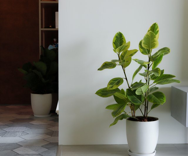 黄金一位 盆栽 中品盆栽 創作中品 黄金真柏盆栽】⭕TANUKI、