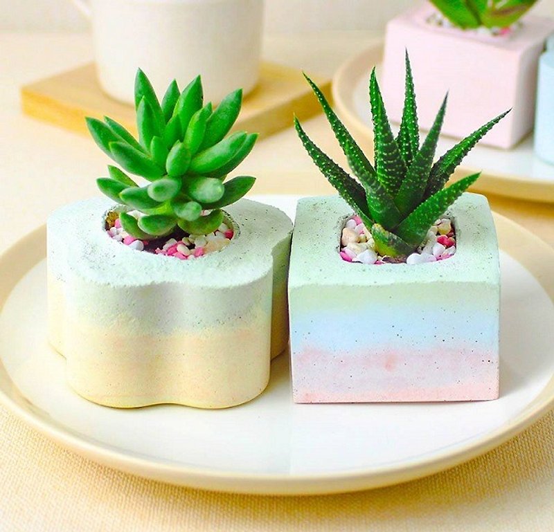 The more cement potted meat treatment: Flower Square 2 into - multicolor Macaron (gift cactus) - Plants - Cement Multicolor
