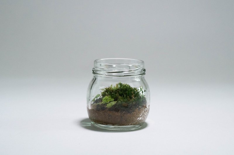 Madmoss Ecosystem Bottle No. 2 - Plants - Plants & Flowers 