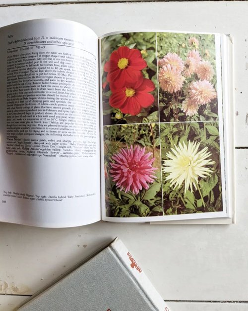 洋書　古書　希少　アンティーク植物図鑑①　子ども　草花遊び　素敵なイラスト♡ 洋書古書 希少 Familiar Wild Flowers アンティーク植物図鑑