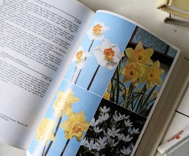 洋書　古書　希少　アンティーク植物図鑑①　子ども　草花遊び　素敵なイラスト♡ 洋書古書 希少 Familiar Wild Flowers アンティーク植物図鑑