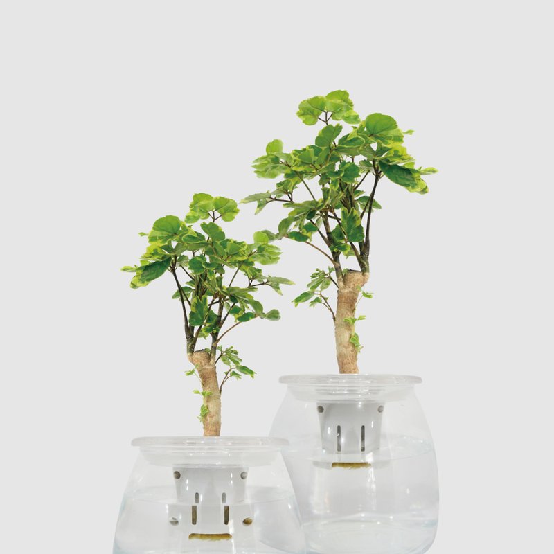 │玻璃系列 │黃金福祿桐 - 送禮植物 辦公室 水耕植物 魚水共生 - 植栽/盆栽 - 植物．花 