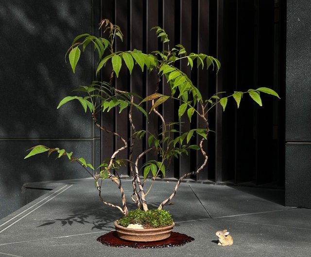 伊藤暖鏡南蛮丸鉢 漆の森風中級寄せ植え盆栽 | - ショップ mu bonsai 観葉植物 - Pinkoi